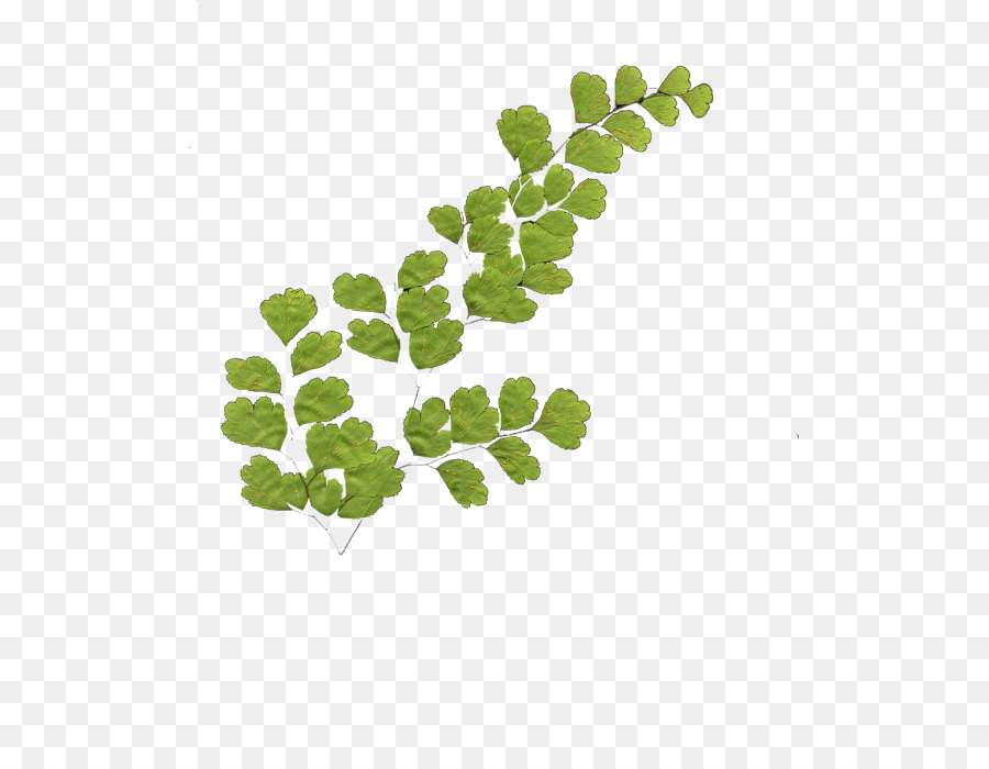 ใบไม้ติดอกของผัก，สีเขียว PNG