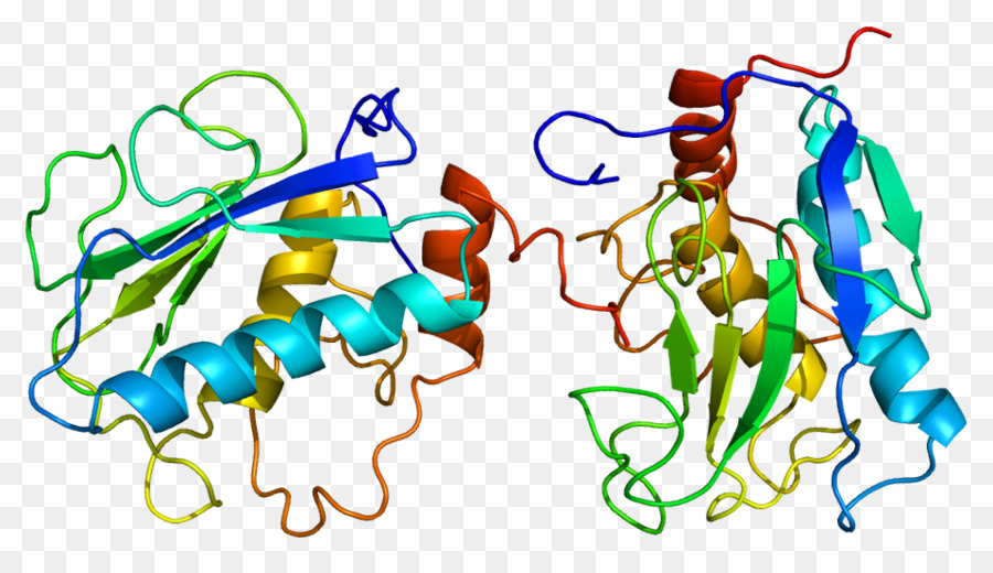 Stromelysin 1，เมตริกซ์ว่าง Metalloproteinase PNG