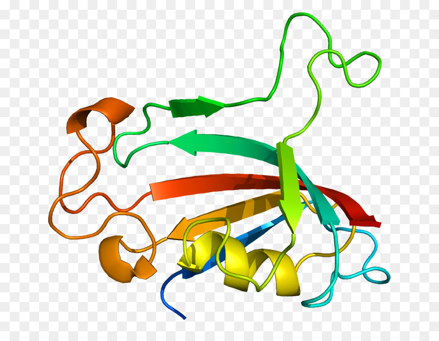 Prolyl Isomerase，Fkbp PNG