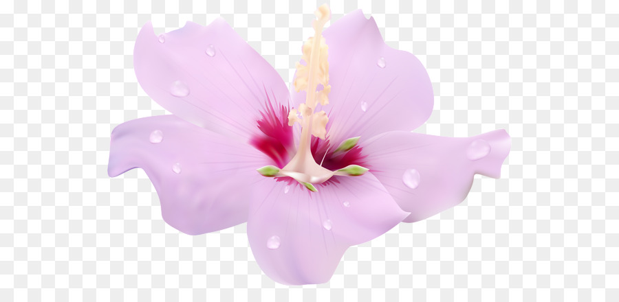 ดอกไม้，ดอกไม้สีชมพู PNG