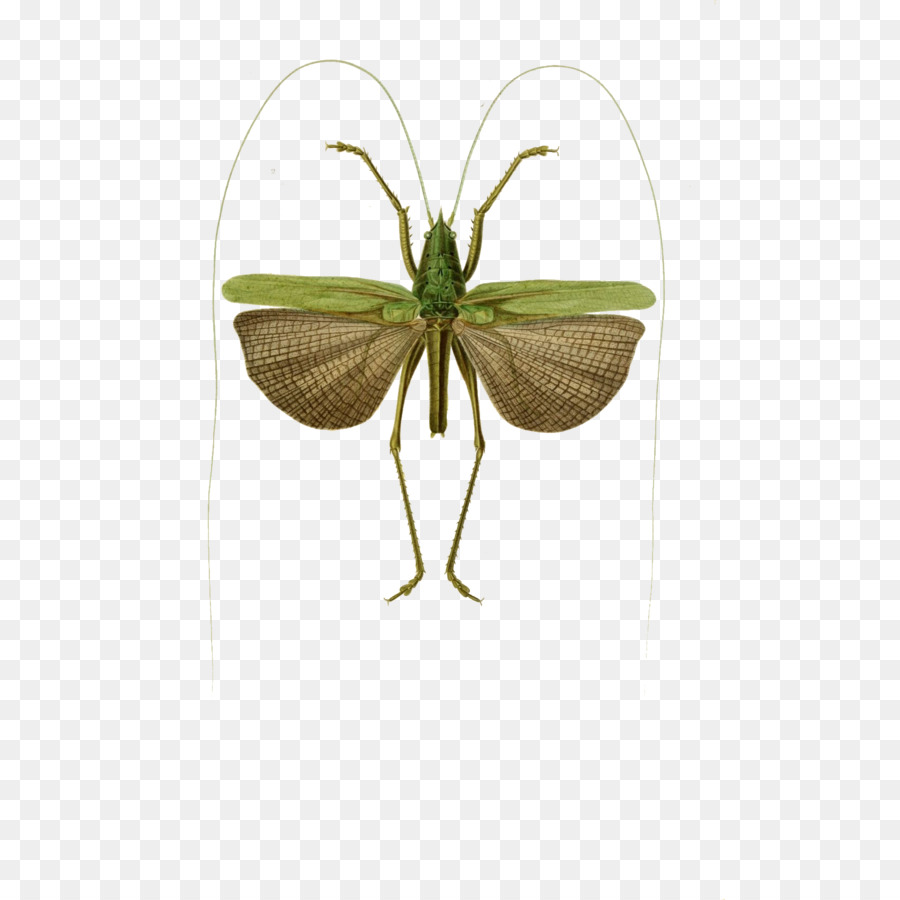 แมลง，Orthoptera PNG