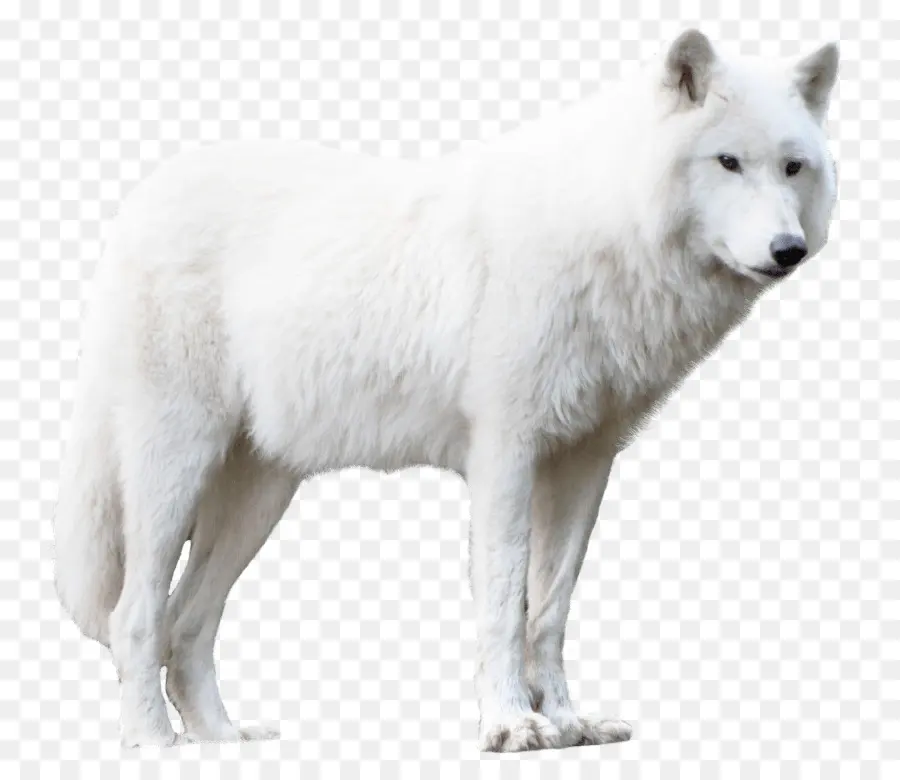 หมาของกรีนแลนด์ Name，Alaskan Tundra หมาป่า PNG