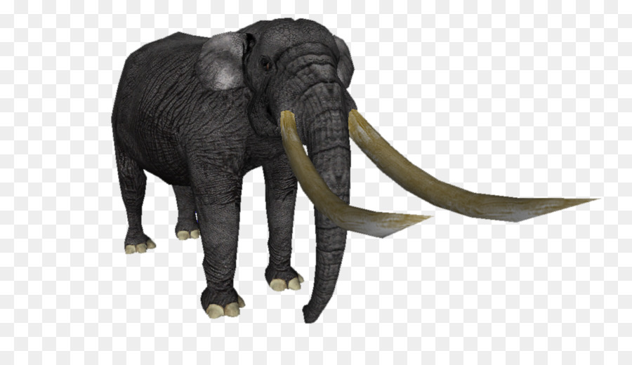แอฟริกาป่าช้าง，เอเชียช้าง PNG