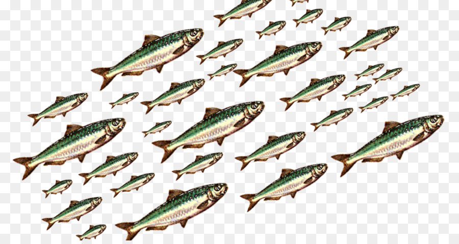 ไวน์ Sardine คลับ，แสงสว่าง PNG