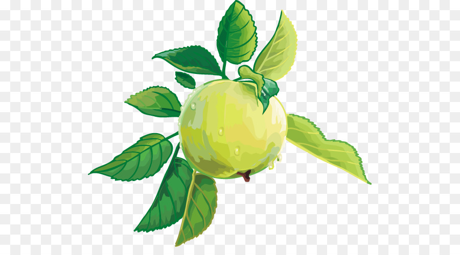 แอปเปิ้ล，ไซตรัส PNG
