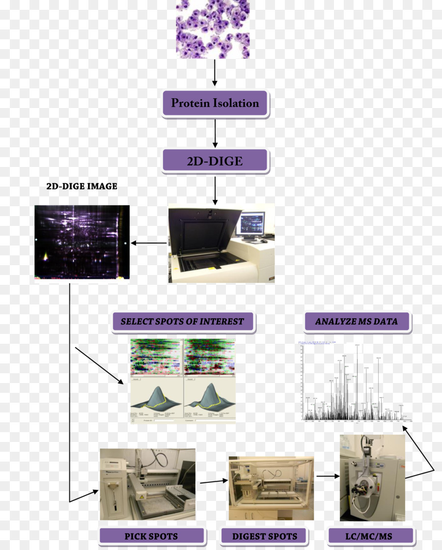 แตกต่างกันหนาแน่นเหมือนเจลใช่แน่นอ Electrophoresis，รตี PNG