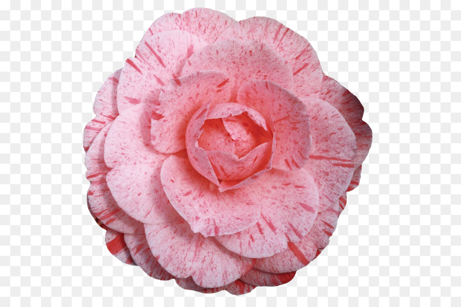 ญี่ปุ่น Camellia，Cabbage โรส PNG