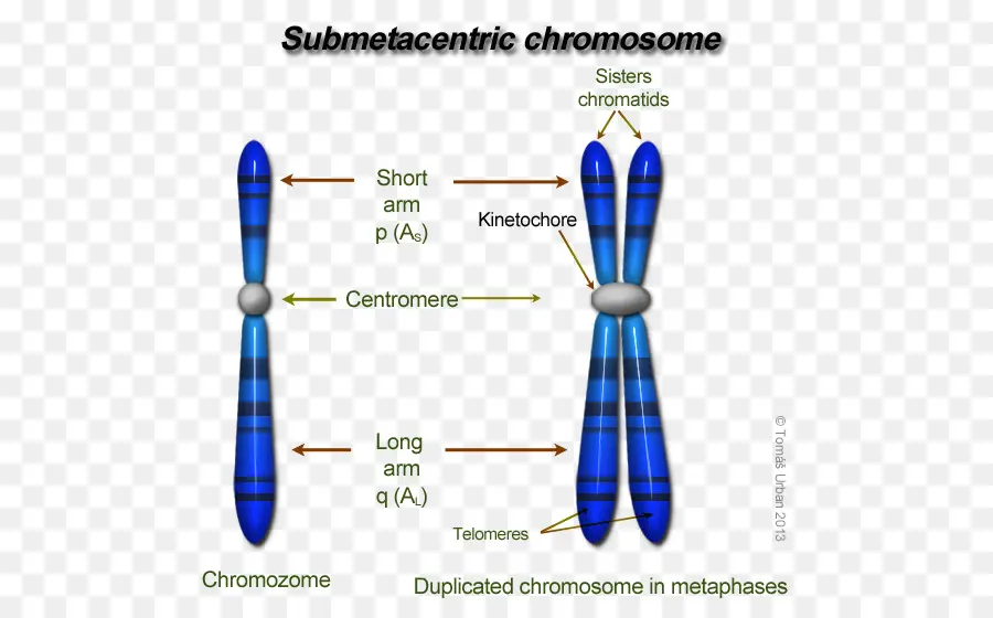 โครโมโซม Submetacentric，พันธุศาสตร์ PNG