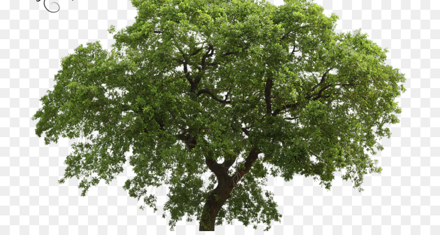ต้นไม้，ธรรมชาติ PNG