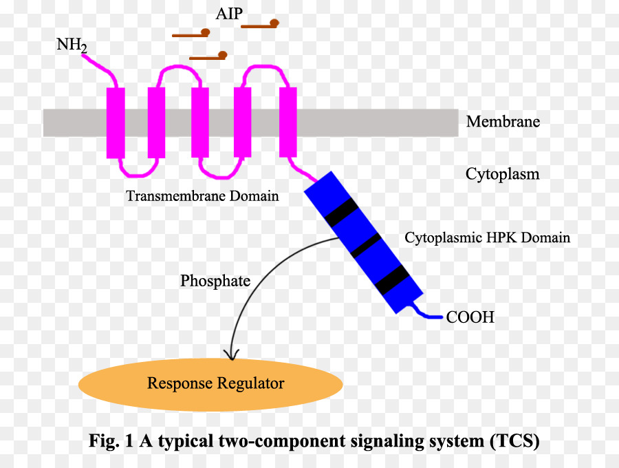 ระบบการส่งสัญญาณสององค์ประกอบ，โดเมน Transmembrane PNG