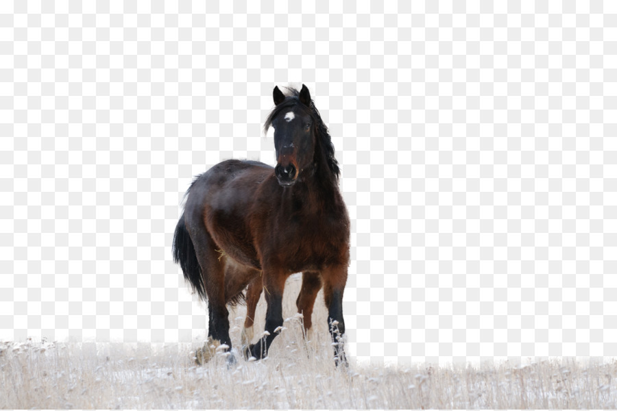 ม้า，ถ่าย ภาพ PNG