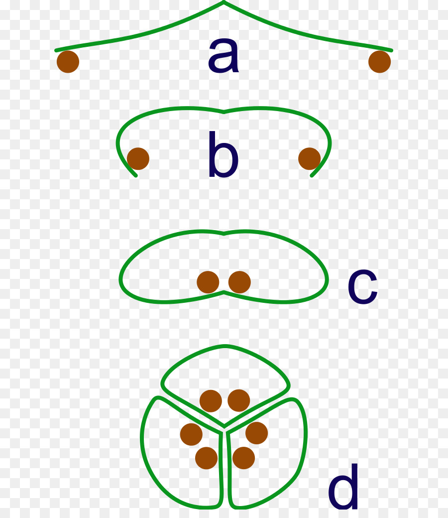 ดอกไม้，วิวัฒนาการ PNG