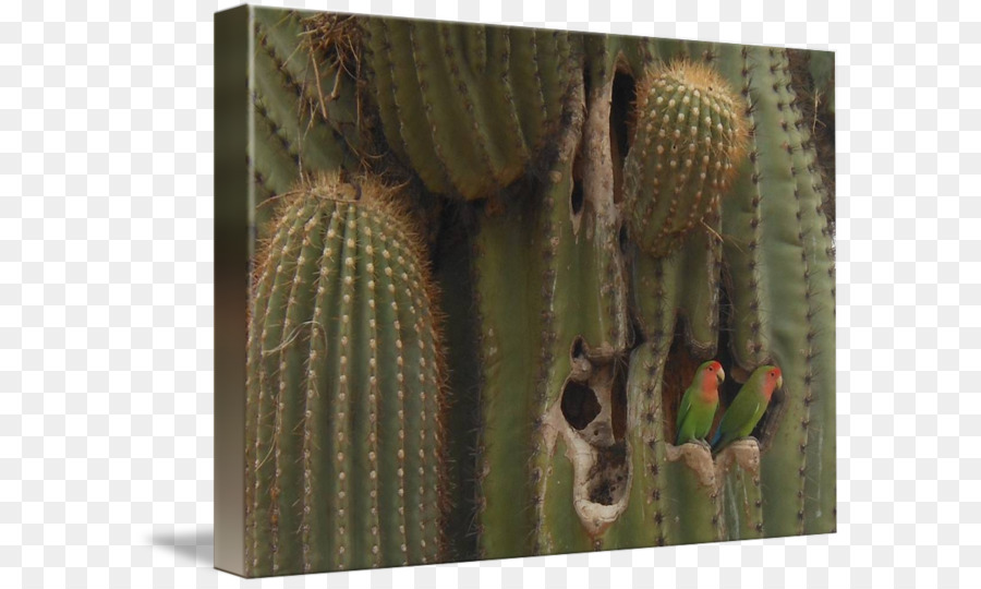 Nopal，สตรอเบอรี่ Hedgehog Cactus PNG