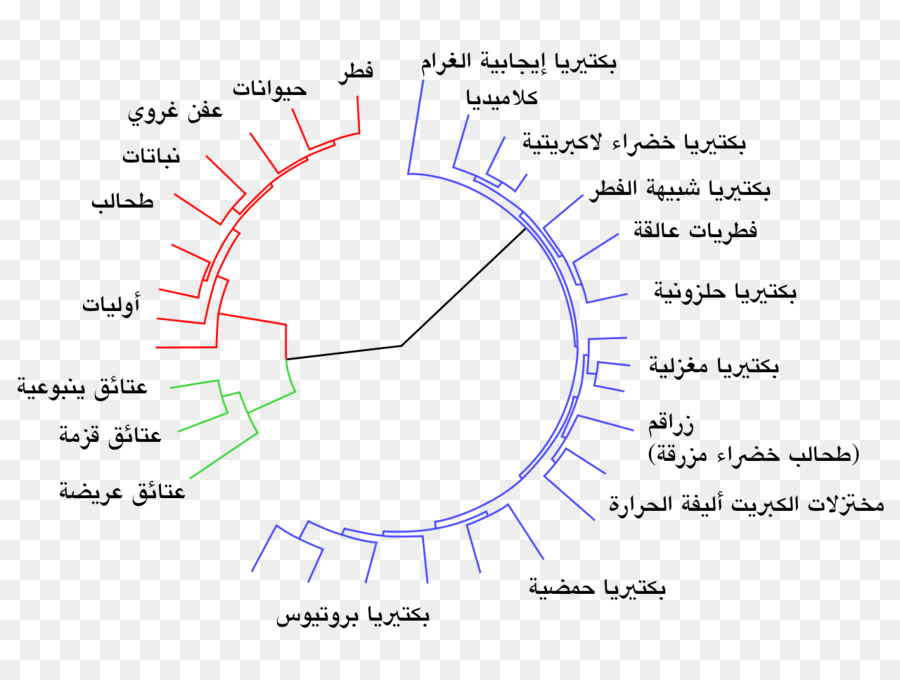 วิวัฒนาการ，Genecentered องมุมมองของวิวัฒนาการ PNG