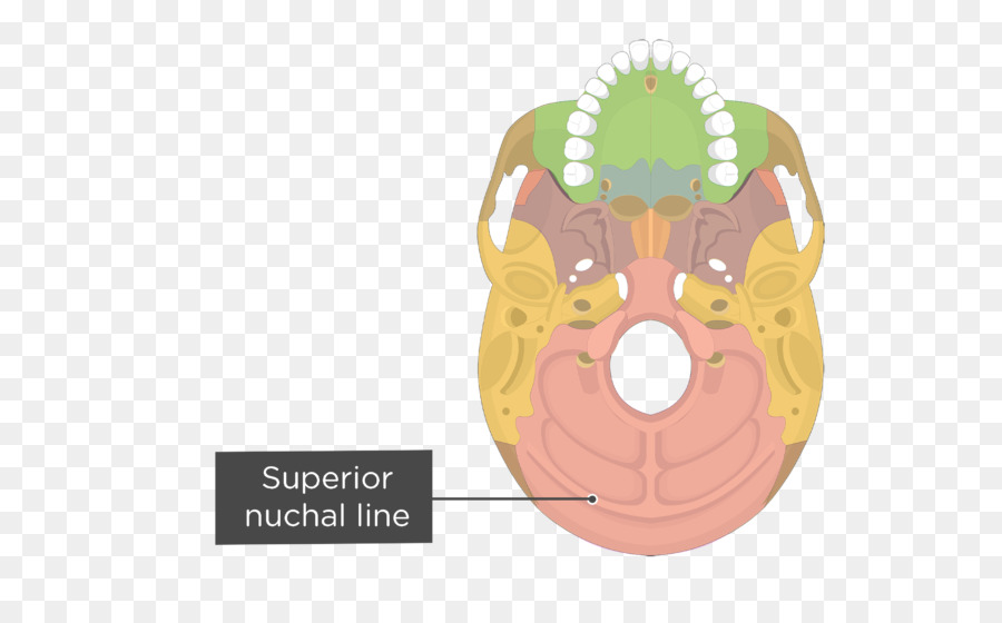 Pterygoid โพรเซสของ Sphenoid，Pterygoid Hamulus PNG