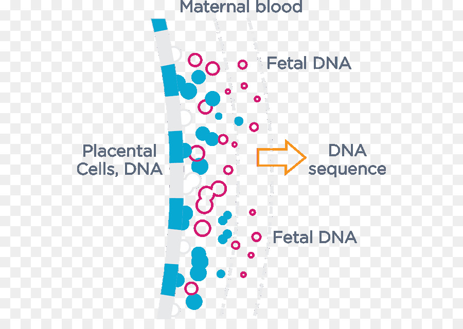 Cellfree Fetal ดีเอ็นเอ，ฝากท้องก่อนคลอการทดสอบ PNG