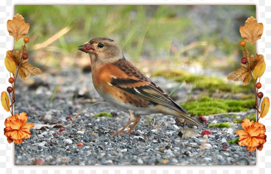 บ้านนกกระจอก，Ortolan Bunting PNG