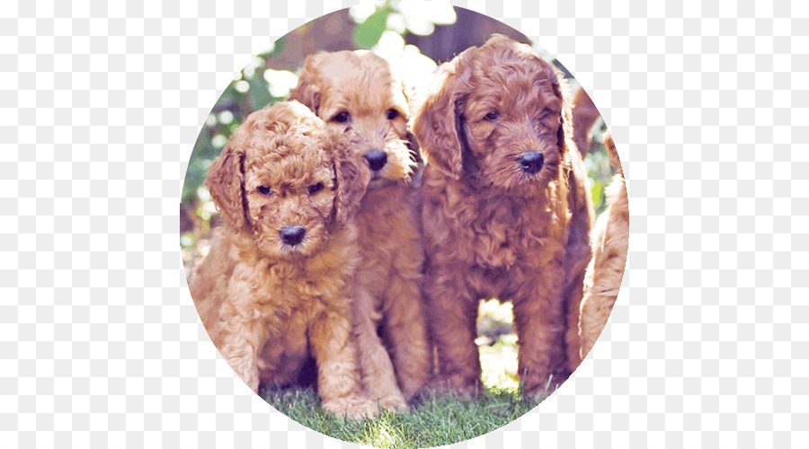 ตุ๊กตาจำลอนพูเดิ้ลผมพอ，Cockapoo PNG