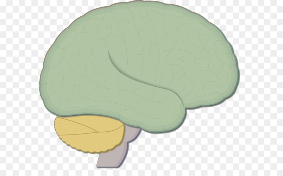 Brainstem，สมอง PNG