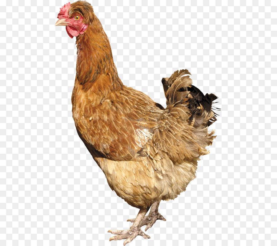 ไก่สีน้ำตาล，ไก่ PNG