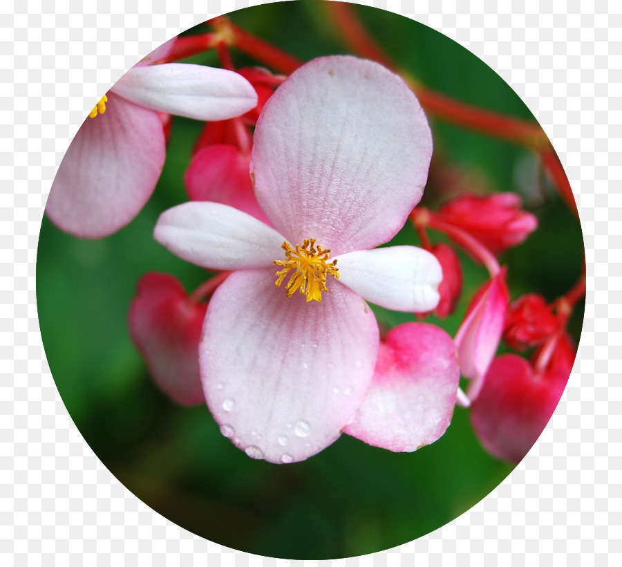 แว๊กซ์ Begonia，Begonia Involucrata PNG