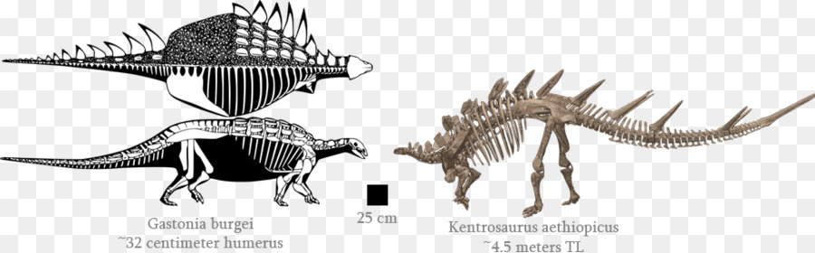 ไดโนเสาร์เต่าล้านปี，ลายเส้น PNG