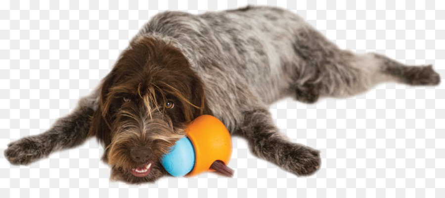 Wirehaired ชี้ Griffon，หมาของเล่น PNG