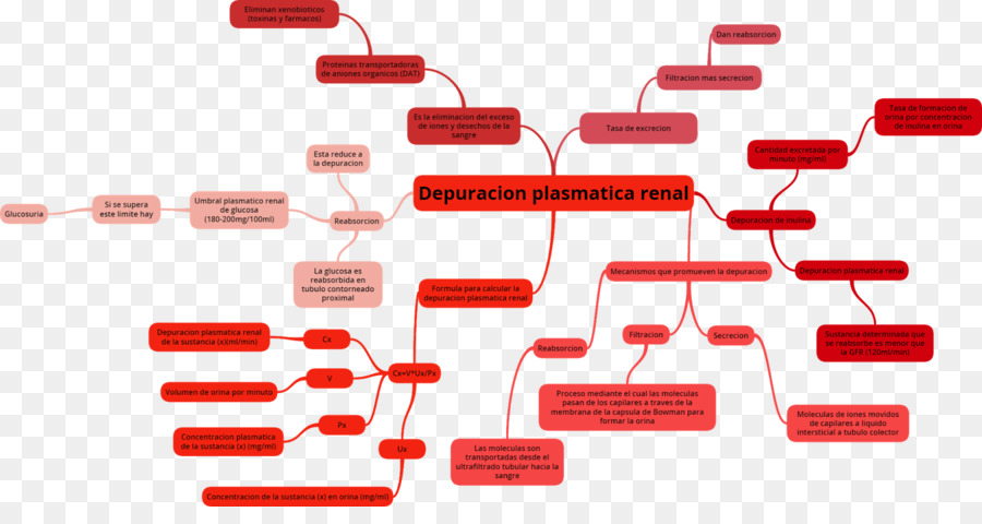 Renal Tubule，ไต PNG