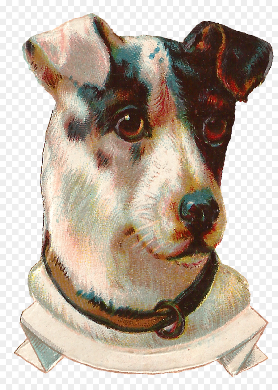 หนู Terrier，สุนัขพันธุ์ PNG