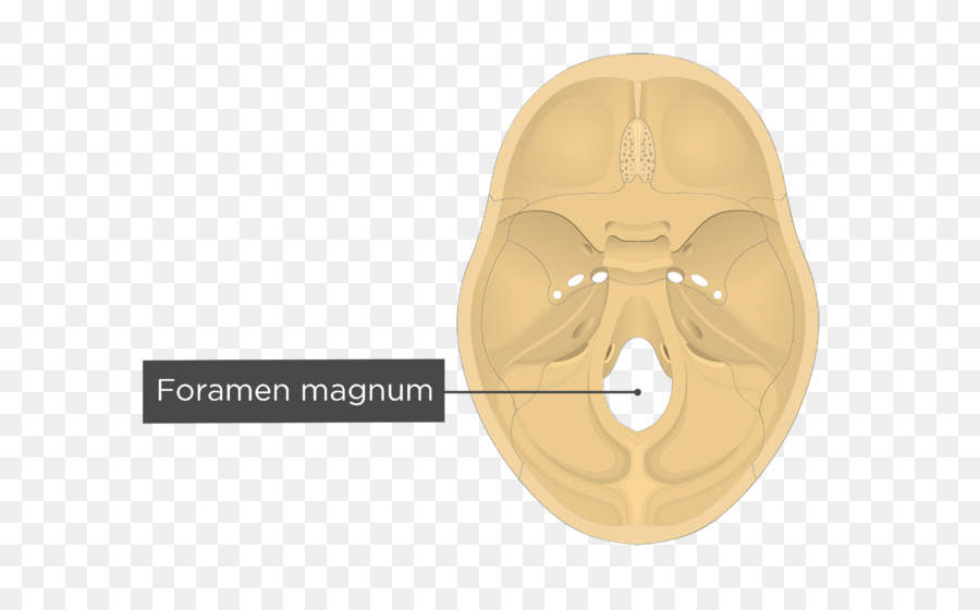 Foramen Magnum，กะโหลกศีรษะ PNG