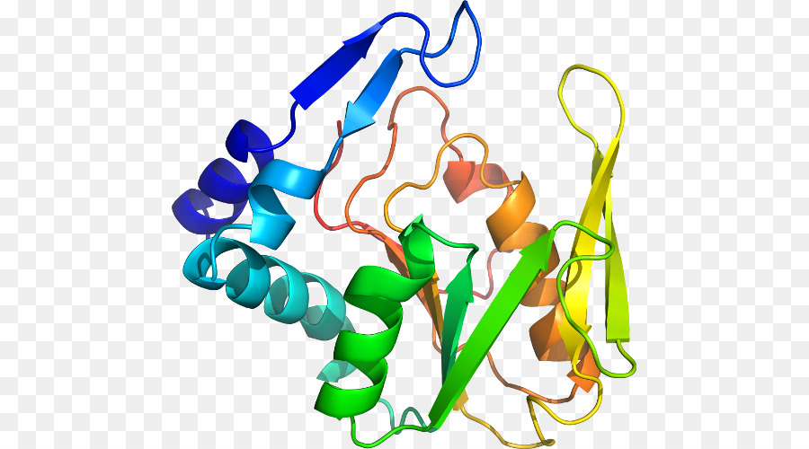 โครงสร้างโปรตีน，โมเลกุล PNG