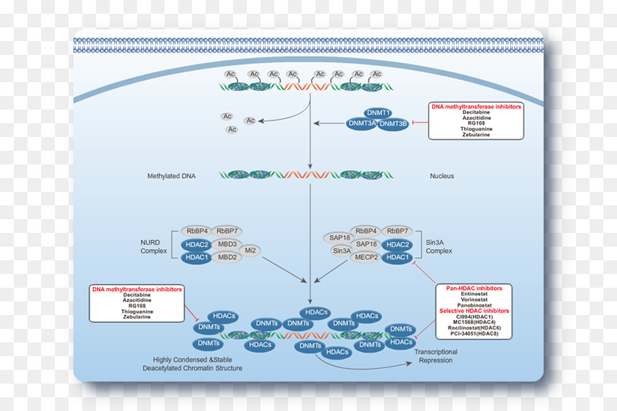 ดีเอ็นเอ Methylation，ดีเอ็นเอ PNG