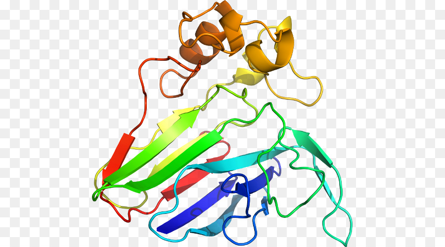 โครงสร้างโปรตีน，ชีววิทยา PNG