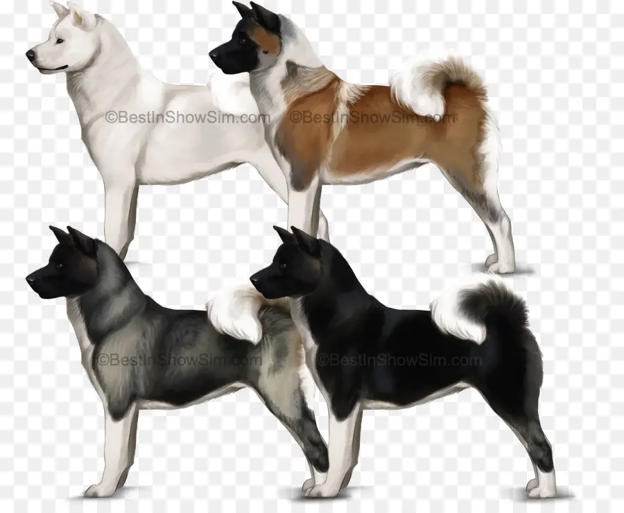 Akita Dogs，สีที่แตกต่างกัน PNG