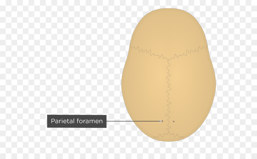 Foramen ข้างขม่อม，กะโหลกศีรษะ PNG