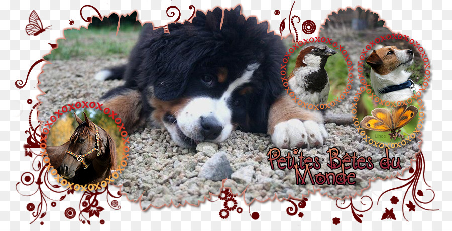 สุนัขพันธุ์，Bernese ภูเขาลูกหมา PNG