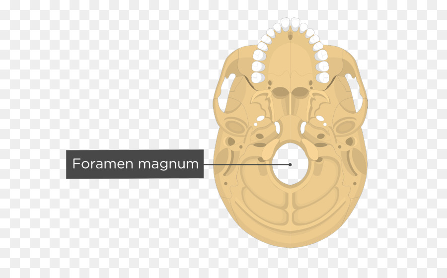 Occipital กระดูก，Temporal กระดูก PNG