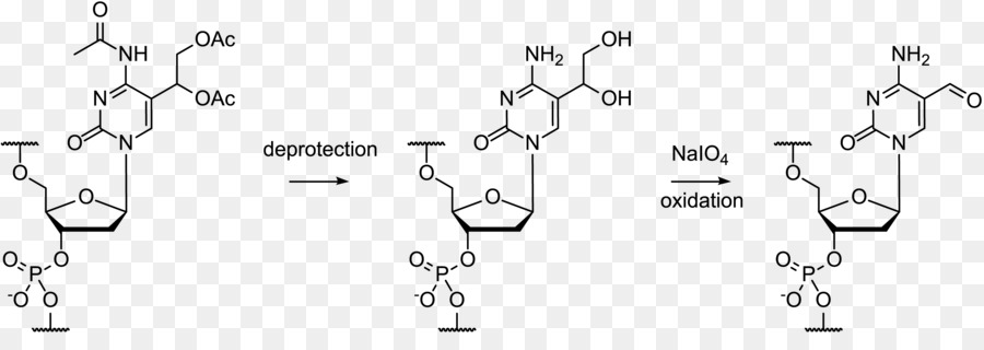 Oligonucleotide，การสังเคราะห์ Oligonucleotide PNG