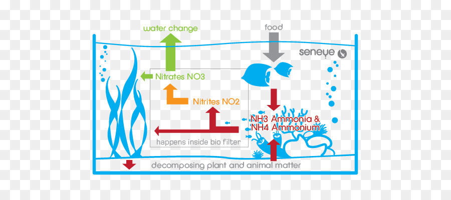 วงจรพิพิธภัณฑ์สัตว์น้ำ，วงจรไนโตรเจน PNG