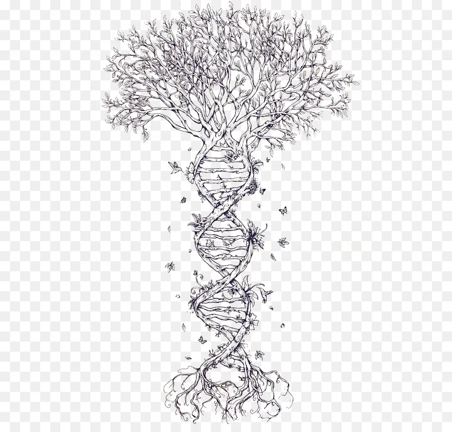 Dna ต้นไม้，พันธุศาสตร์ PNG