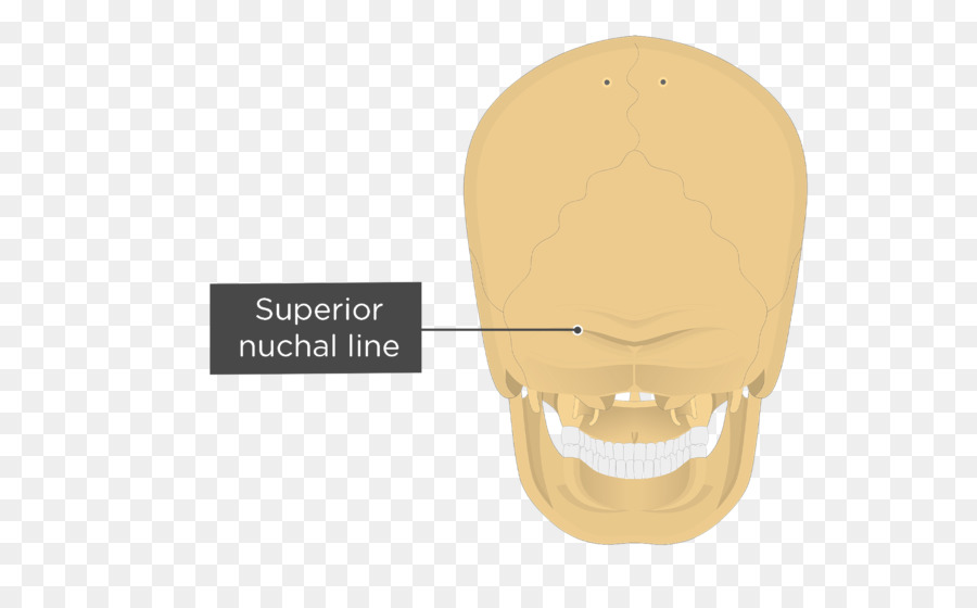 เส้นนูชัลที่ด้อยกว่า，กะโหลกศีรษะ PNG