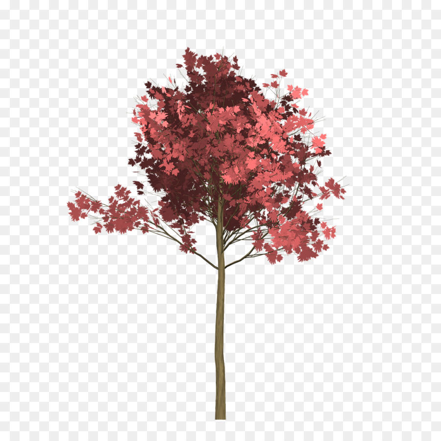 สีแดงไซ，ต้นไม้ PNG