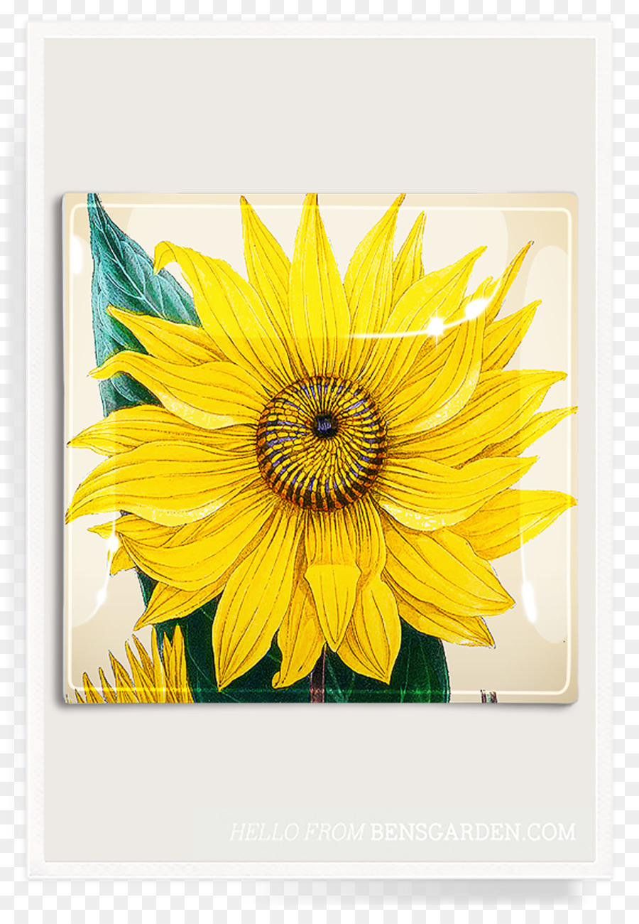 เหมือนกัน Sunflower，ดอกไม้ PNG