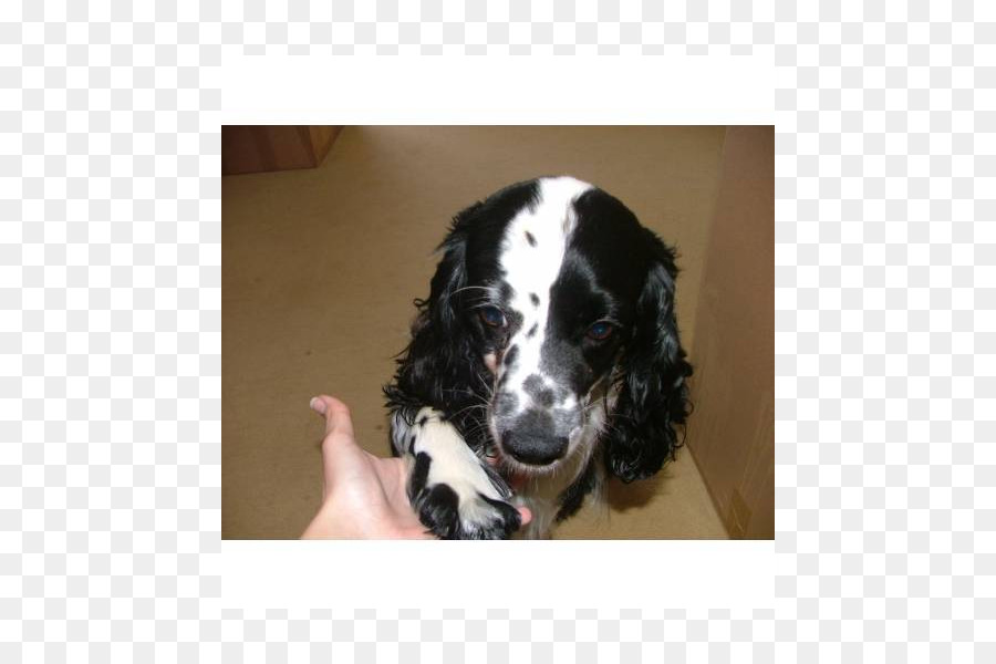 ภาษาอังกฤษปริงเกอร์เหร Spaniel，ภาษาอังกฤษ Cocker Spaniel PNG