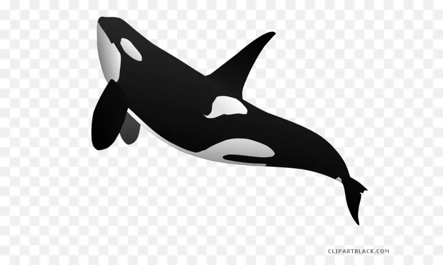 Orca，วาฬ PNG