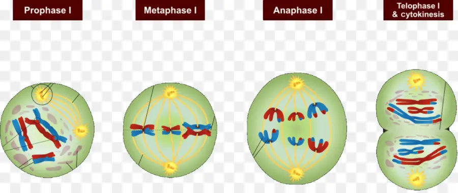 Meiosis，เซลล์ PNG