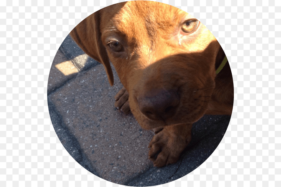 Redbone Coonhound，Plott ย์ PNG