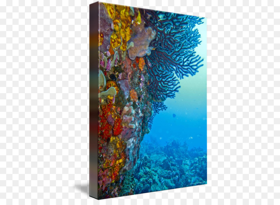 โครอลไอส์แลน，ปะการัง PNG