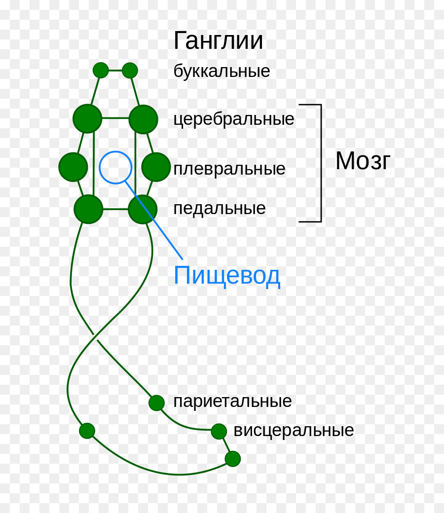 ปลา หมึก，อภิปราย PNG