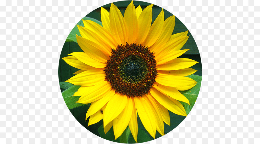 เหมือนกัน Sunflower，Tithonia PNG